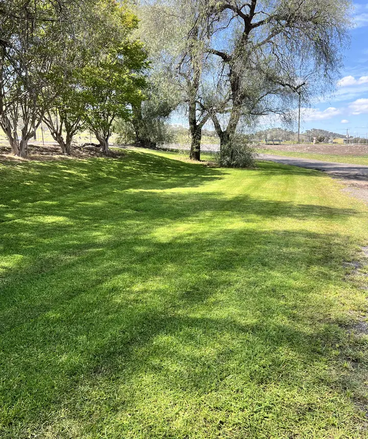 Freshly maintained P&Z grounds beneath mature trees near Tamworth