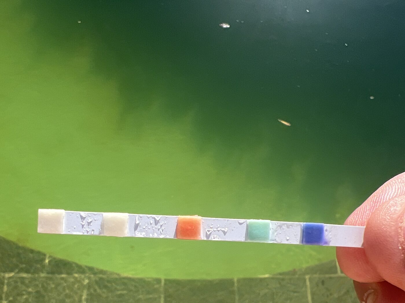 Pool water test strip held over green pool water